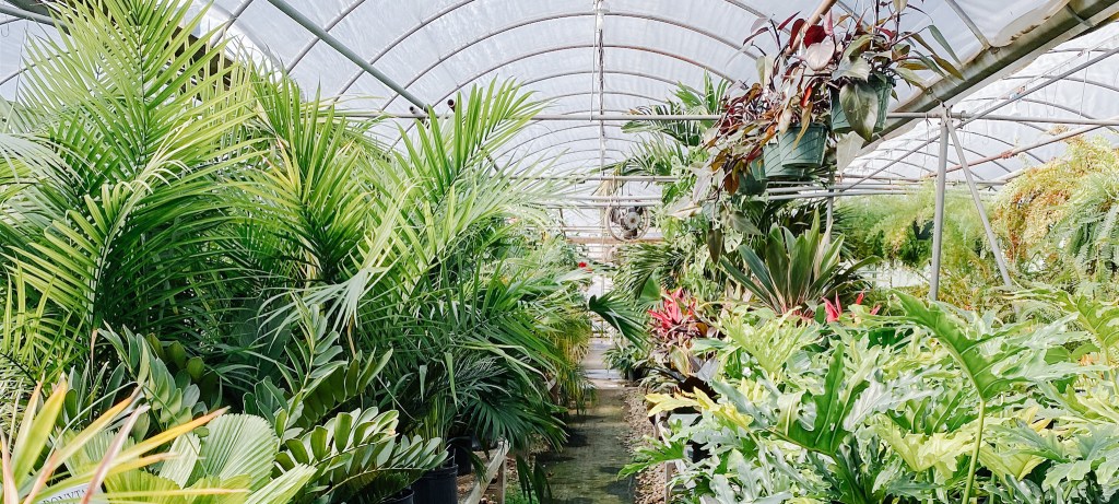 Houseplants for Beginners