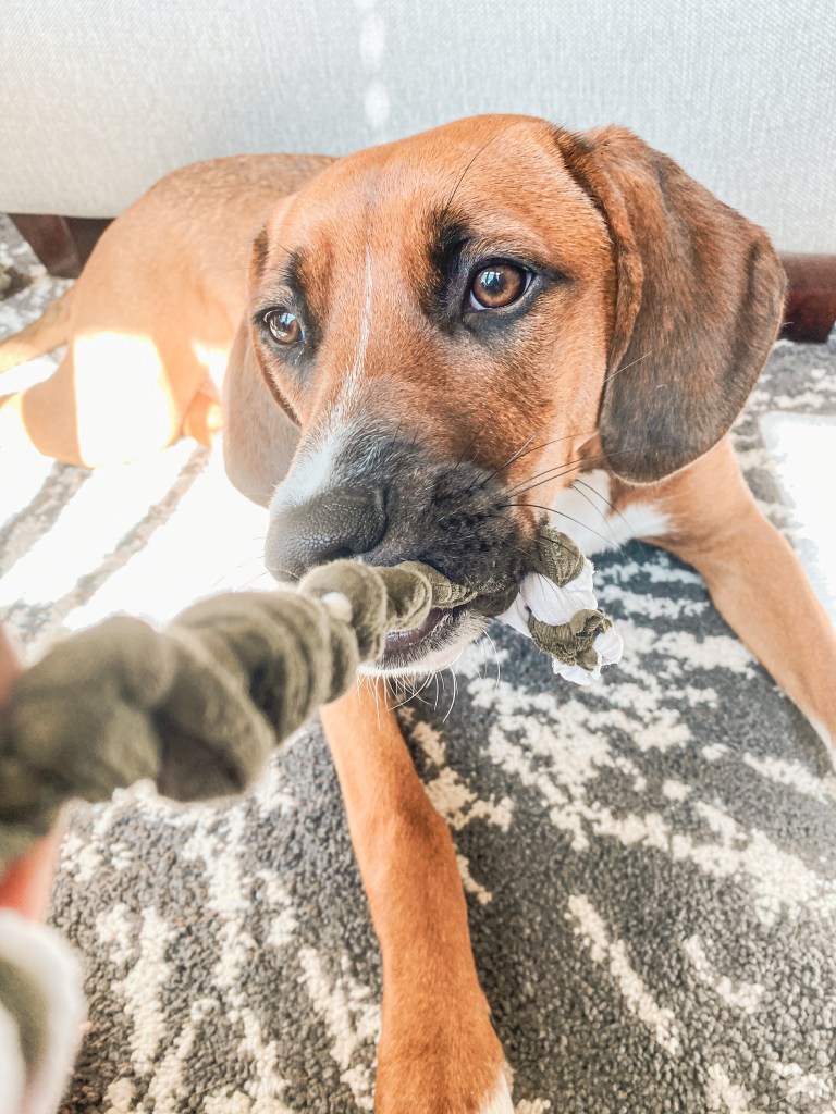 Lottie's dog Phoebe holds a new toy in her mouth